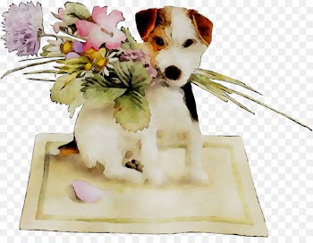 Dog breed Puppy Companion dog -  