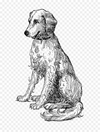 Dog breed Puppy Golden Retriever Sporting Group - puppy 