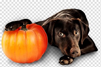 Dog breed Puppy Labrador Retriever Pet, puppy transparent background PNG clipart