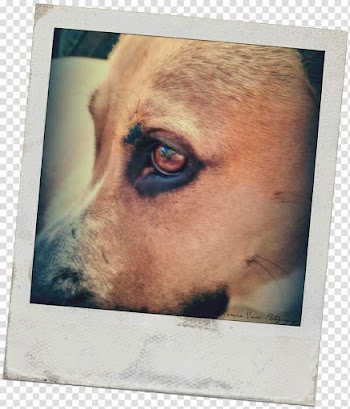 Dog breed Puppy Snout, polaroid frame transparent background PNG clipart