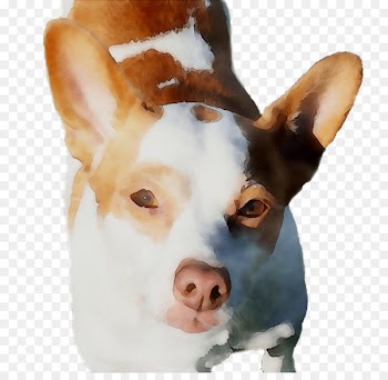 Dog breed Rat Terrier Ibizan Hound -  