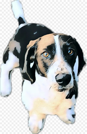 Dog Breed, Treeing Walker Coonhound, Black And Tan Coonhound, Dog, Vertebrate PNG