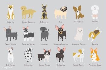 Dog bulldog american eskimo | Free stock vector - 60538