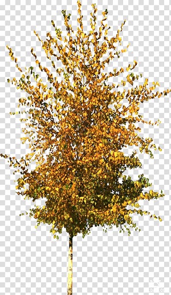 Dog .by .de Birch Autumn, Dog transparent background PNG clipart