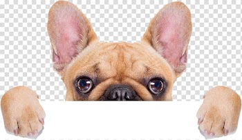 Dog Cat Animal shelter Animal rescue group Donation, Dog transparent background PNG clipart