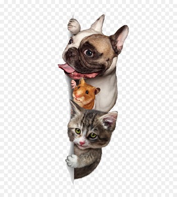 Dog Cat Budgerigar Pet sitting - Cute dogs and cats 