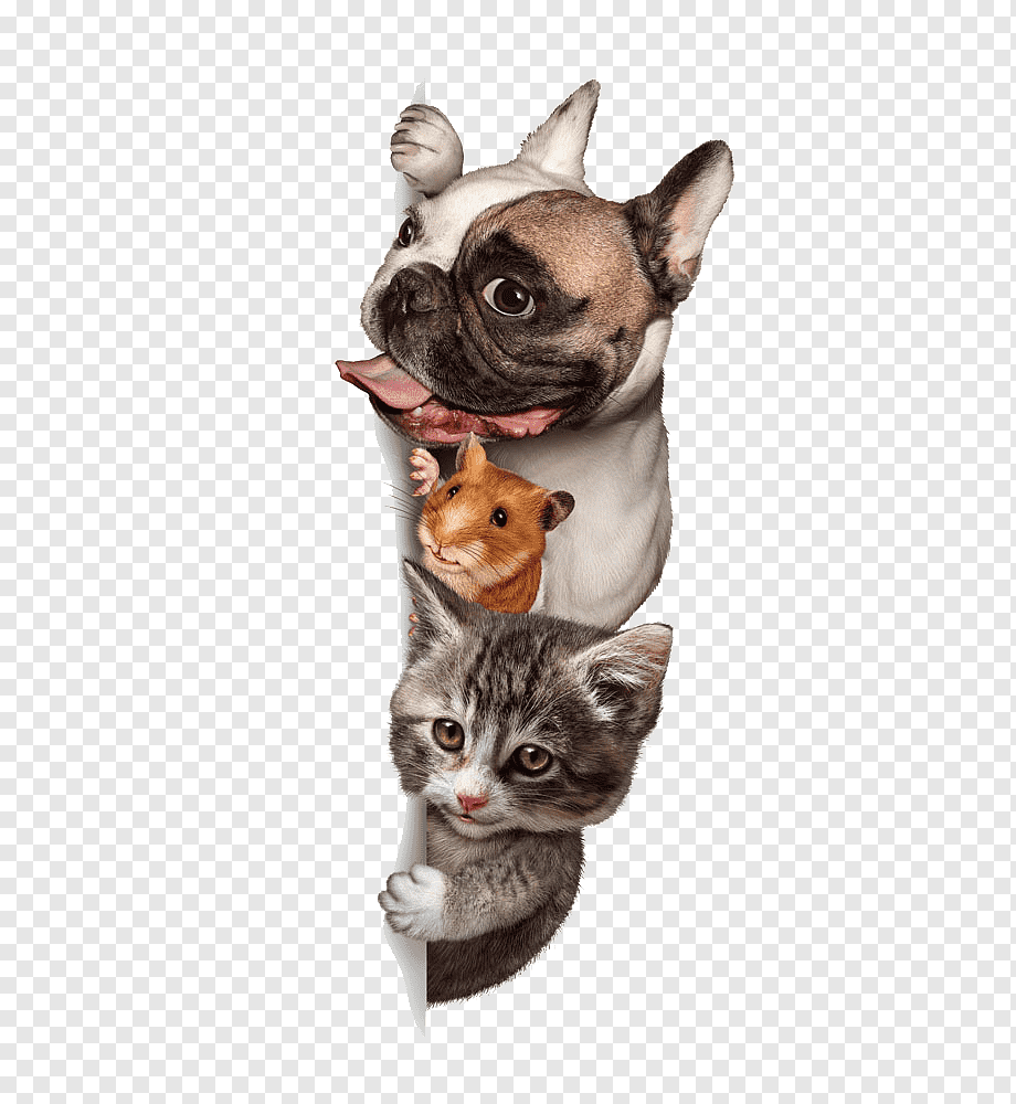 Dog Cat Budgerigar Pet sitting, Cute dogs and cats, silver pug, Guinea pig, and gray tabby cat, cat Like Mammal, animals, carnivoran png