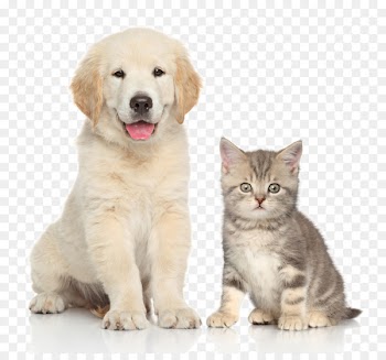 Dog Cat Kitten Pet sitting - Pet cat and dog 