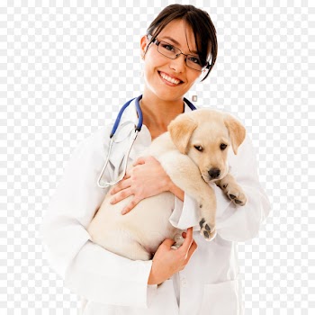 Dog Cat Pet Veterinarian Physician - The beauty pet doctor holds the dog 