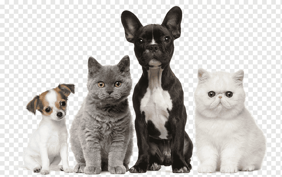 Dog Cat Puppy Kitten Pet, Dog, animals, cat Like Mammal, carnivoran png