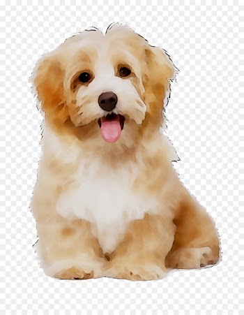 Dog Cat Puppy Pet carrier -  