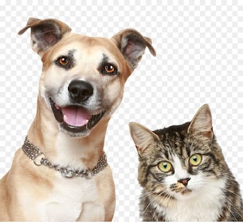 Dog Cat Puppy Pet sitting - Pet dog cat 