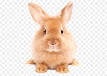 Dog Cat Rabbit Pet Dictionary - Easter Rabbit PNG HD 