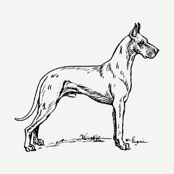 Dog clipart, Great Dane breed | Free PSD Illustration - rawpixel