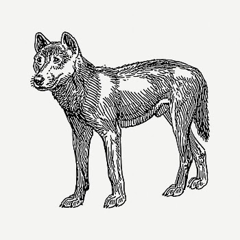 Dog clipart, vintage illustration psd. | Free PSD Illustration - rawpixel