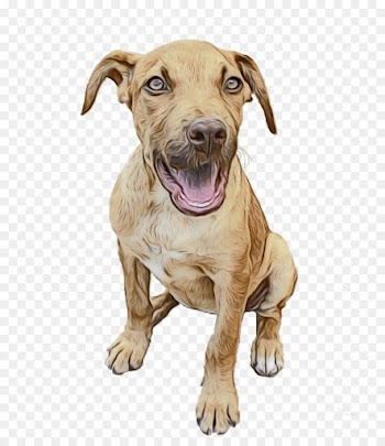dog dog breed american pit bull terrier snout sporting group
