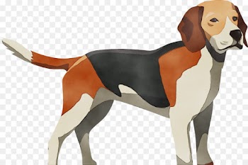 dog dog breed beagle-harrier english foxhound american foxhound