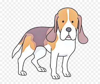 dog dog breed beagle-harrier english foxhound finnish hound