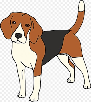 dog dog breed beagle-harrier english foxhound harrier