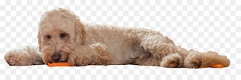 dog dog breed cockapoo toy poodle poodle