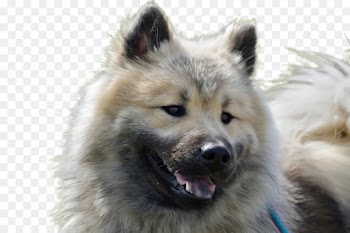 dog dog breed greenland dog eurasier german spitz mittel