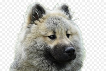 dog dog breed greenland dog eurasier snout