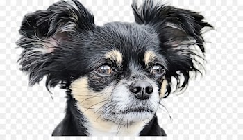 dog dog breed puppy companion dog snout
