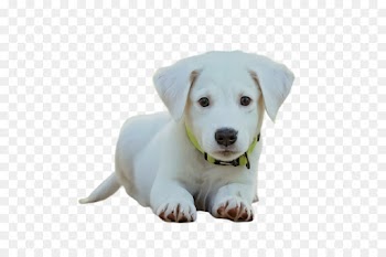 dog dog breed puppy white labrador retriever