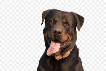 dog dog breed rottweiler labrador retriever sporting group