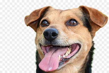 dog dog breed snout mountain cur companion dog