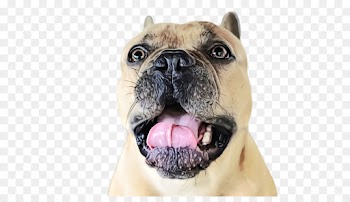 dog dog breed snout nose tongue