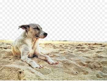 Dog, Dog Breed, Street Dog, Mammal PNG