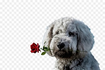 dog dog breed terrier old english sheepdog rare breed (dog)