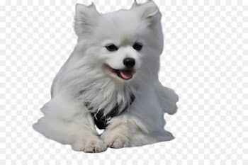 dog dog breed white volpino italiano japanese spitz
