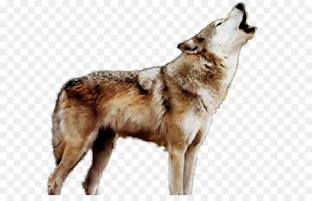 dog dog breed wolfdog coyote saarloos wolfdog