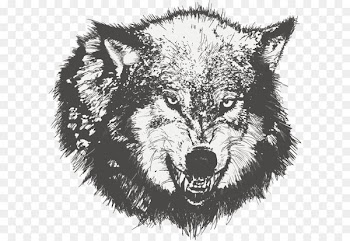 Dog Drawing Black wolf Sketch - Vector painted wolf 