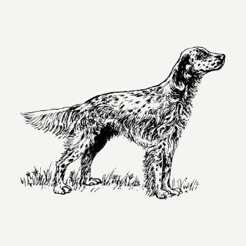 Dog drawing clipart, English setter | Free PSD - rawpixel