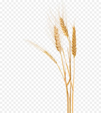 Dog Emmer Durum Einkorn wheat Triticale - wheat 