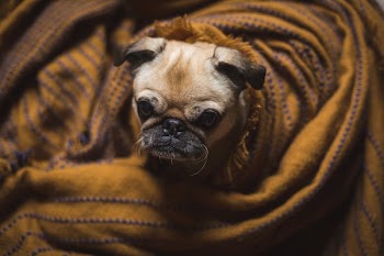 Dog Face Peeks Out Of Blankets