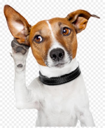 Dog Facts Puppy Cat Police dog - attention 