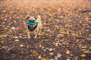 Dog Fetching Disc