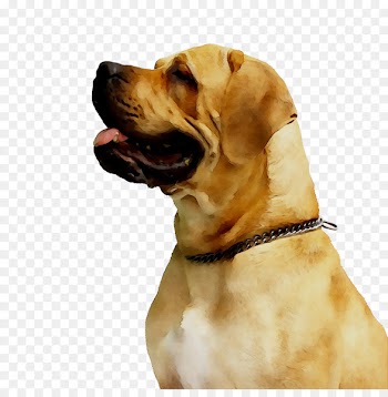 Dog flea Cat Flea treatments -  