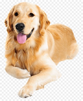 Dog Food Cat Food Pet food - golden retriever 