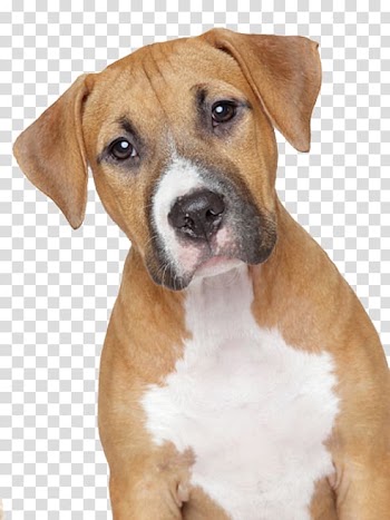 Dog Food Pet Veterinarian, people with dog transparent background PNG clipart
