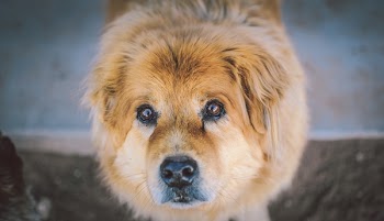          Dog Free Photo     