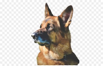 dog german shepherd dog dog breed king shepherd old german shepherd dog