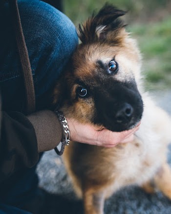 Dog Getting Pet