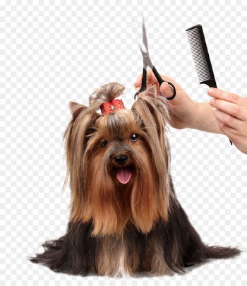 Dog grooming Cat Pet Coat - Beauty dog ​​comb scissors 