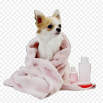 Dog grooming Poodle Chihuahua Pet Dog groomer -  
