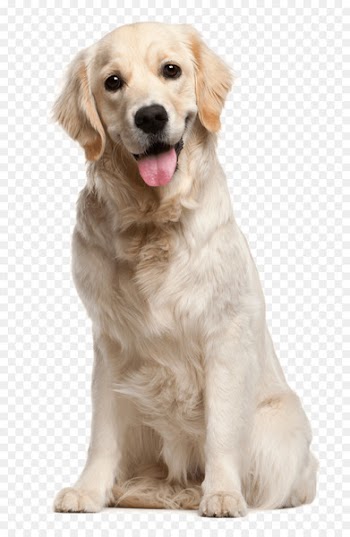 Dog grooming Puppy Cat Pet - White dog 